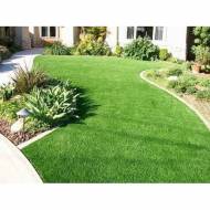 Газонна трава